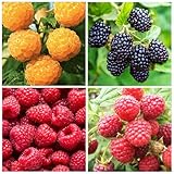 300+ Raspberry Fruit Seeds for Planting Outdoor-Non-GMO Heirloom Sweet Fruit Plant in Your Home Garden