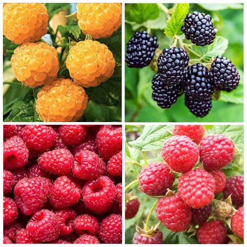 300+ Raspberry Fruit Seeds for Planting Outdoor-Non-GMO Heirloom Sweet Fruit Plant in Your Home Garden