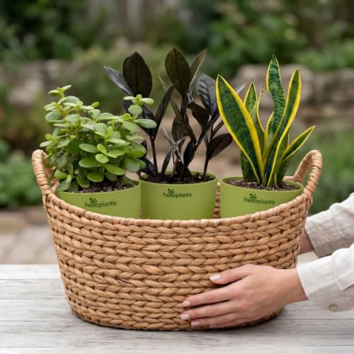 Image of Black Raven ZZ, Jade Plant & Snake Plant Live Indoor 3-Plant Combo in 4-Inch Self-Watering Matte Green Pots | Hard-to-Kill, Low-Maintenance Houseplants for Home, Office & Bedroom Decor