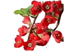 Growers Solution 3-Pack Texas Scarlet Flowering Quince Shrubs
