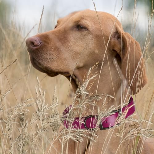 Image of Dogline Biothane Waterproof Dog Collar Strong Coated Nylon Webbing with Black Hardware Odor- Proof for Easy Care Easy to Clean High Performance Fits Small Medium or Large Dogs, Magenta Pink