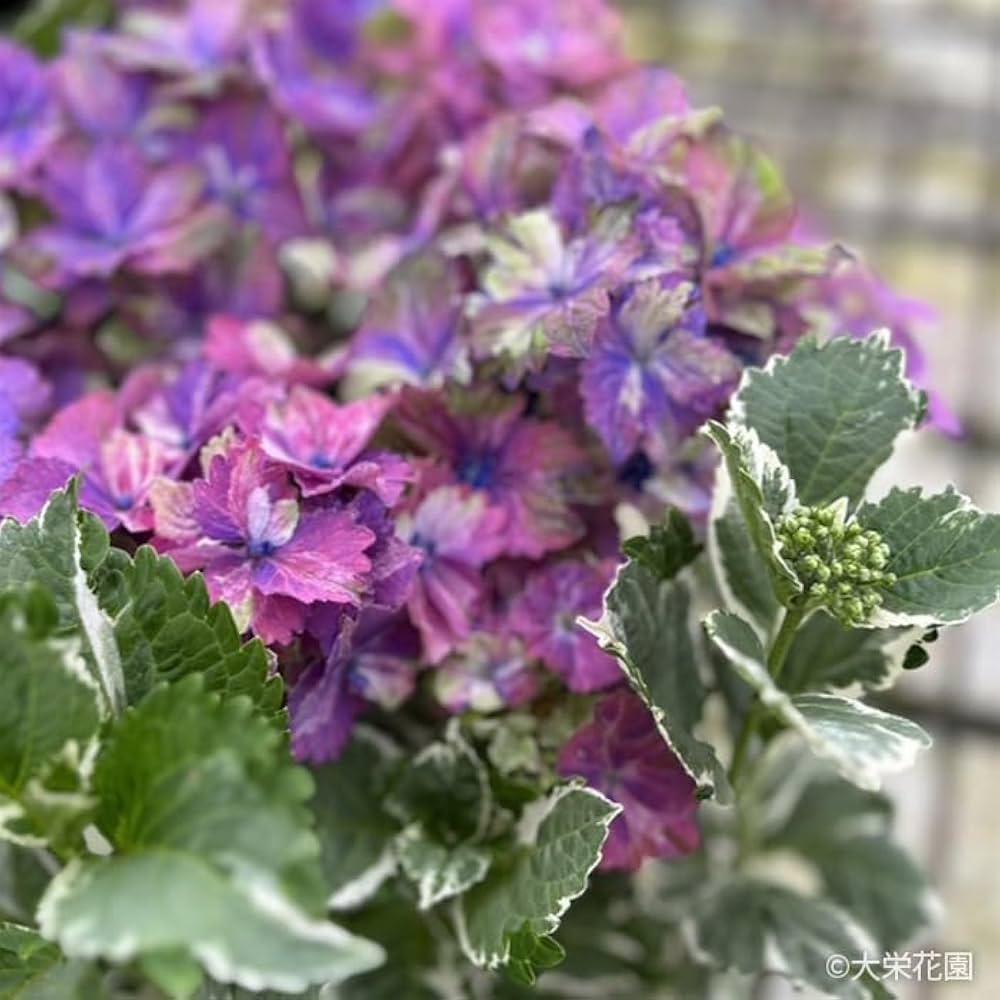 あじさい　2点 Amazon.co.jp: 予約販売 アジサイ カラフルランジア スパイスno