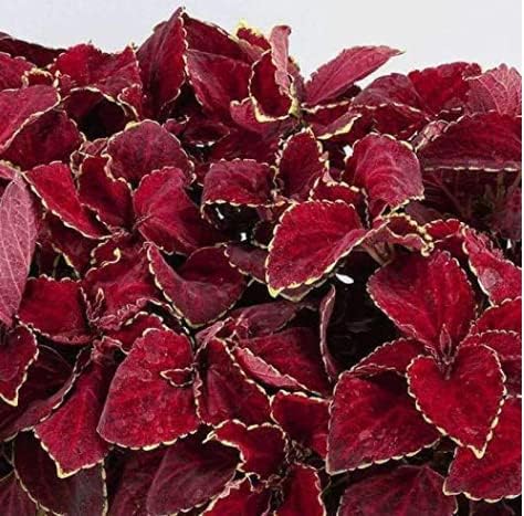 Greenursery Live Coleus Hedges & Shrubs Plant with Plastic Pot. (Red) (B0CRH83634) Amazon Price History, Amazon Price Tracker