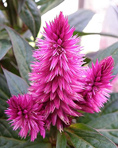Celosia Caracas Plant (not Seeds).