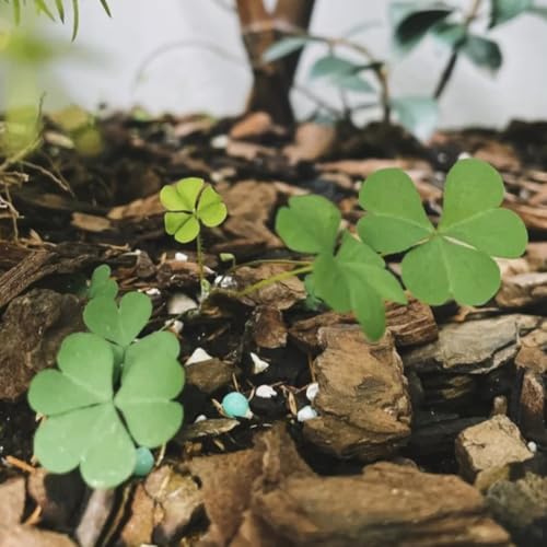 semi di trifoglio fortunato biologici - foglia di trifoglio - autunnali, quadrifoglio, giardino 200pcs