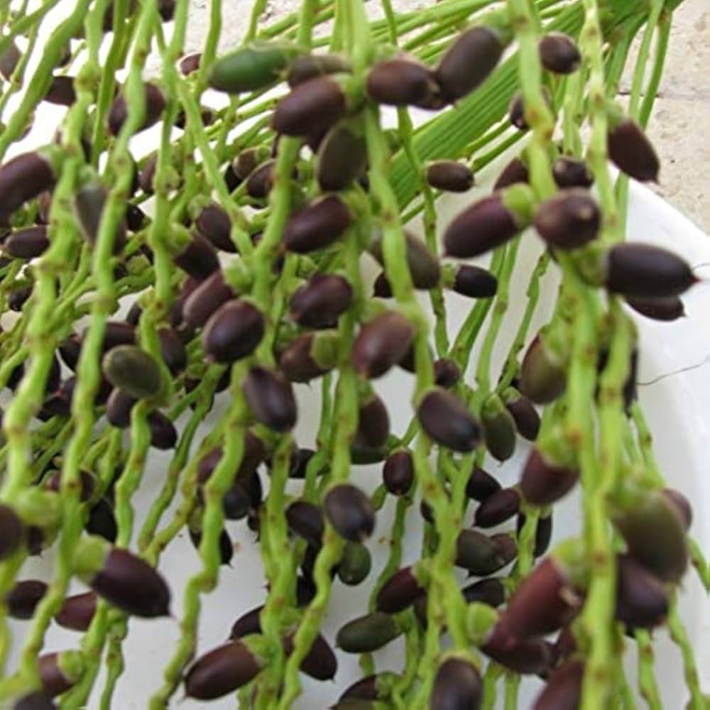 Amazon | シンノウヤシ（フェニックス ロベレニー）の種（10粒