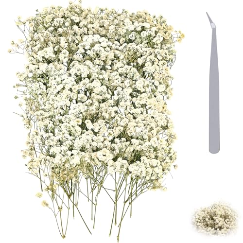 Schleierkraut Getrocknet Weiß 130 Stück Mit Pinzette Schleierkraut Getrocknet Schleierkraut Getrocknet Trockenblumen Getrocknete Blüten Für DIY Hochzeitsdeko Harzschmuck Bastelprojekte Nagel