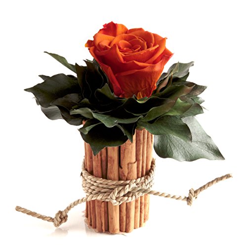 Rommarie Schulz Heidelberg Couverts pour Fleurs avec Pot à Cannelle et 1 Rose conservent de 3 Ans de Roses Cover