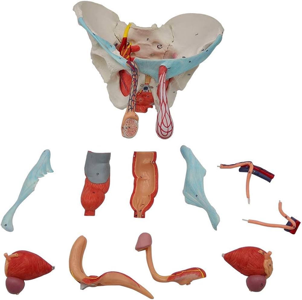 男性骨盤モデル 11分解 等身大 取り外し可能な器官・骨盤底筋付き 泌尿・体 Amazon.co.jp: EVOTECH 男性骨盤モデル 取り外し可能な臓器付き 11