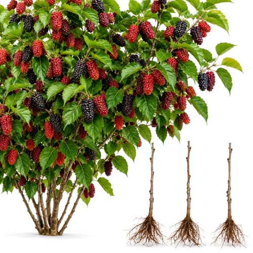3 Red Mulberry Tree Live Plants (Morus rubra) Native Sweet Fruit Tree Fast Growing Hardy Mulberry Sapling Starter Plant for Outdoor Planting (3 Trees)