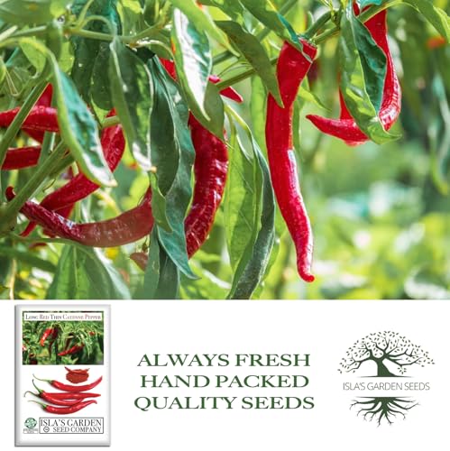 Long Red Thin Cayenne Pepper Seeds for Planting, 100+ Heirloom Seeds Per Packet, (Isla's Garden Seeds), Non GMO Seeds, Botanical Name: Capsicum annuum, Great Home Garden Gift - Image 4