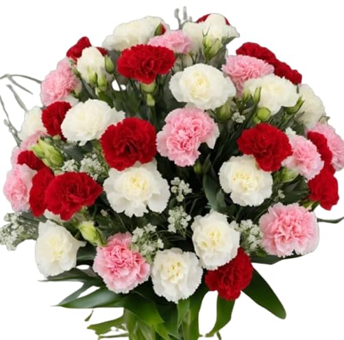 KaBloom - 50 Assorted Carnation - Fresh Flowers for Birthday, Valentine's & Mother's Day