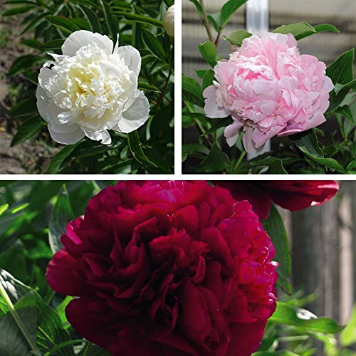 Peony Plants Double Collection Paeonia lactiflora Hardy Perennial Fragrant White Pink Red Double Blooms Low Maintenance Easy to Grow Your Own Flowers 3X 9cm Potted Plants By Thompson and Morgan