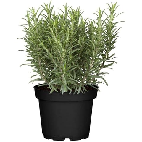 DECOALIVE Romero GOURMET - Planta Natural Cover