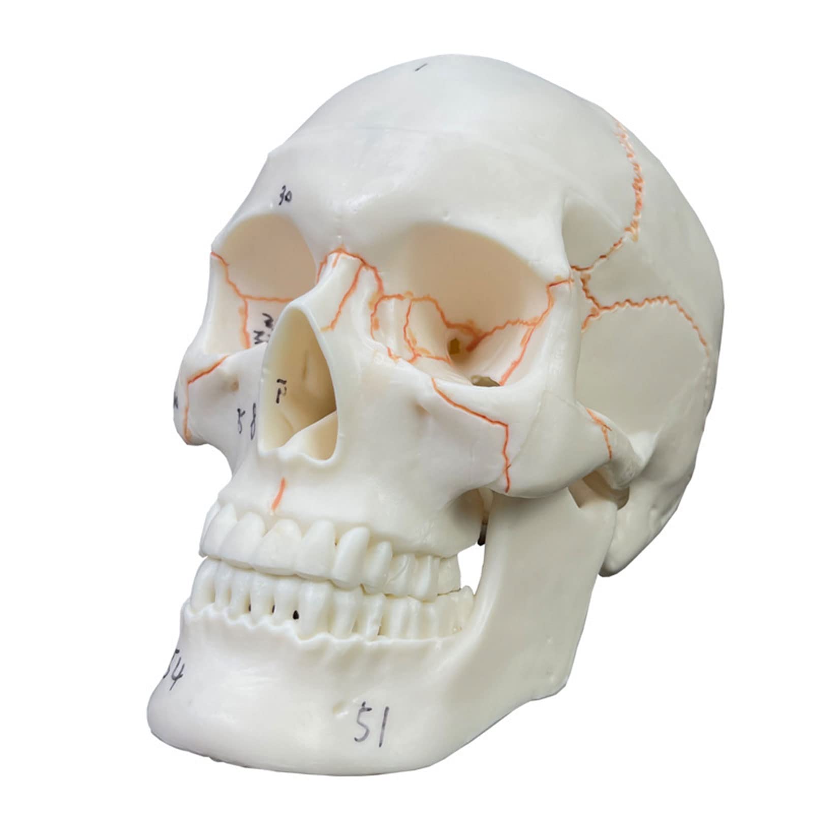 Modello anatomico cranio numerato, 2 parti, misura