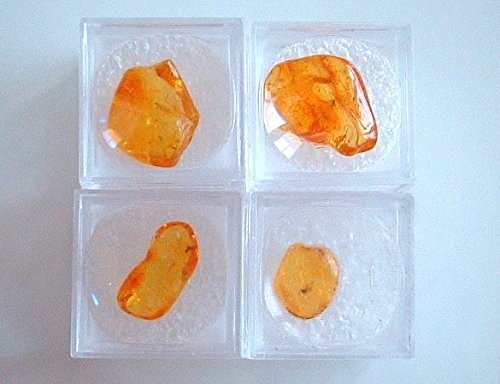 AMBERMILANA 4 psc Natural Fossil Baltic Amber with Insect Inclusion in Magnifying Box/Beautiful Museum Grade/Certified Genuine Baltic Amber