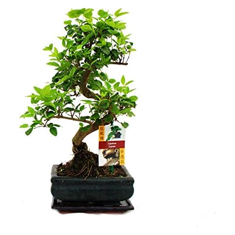 Bonsai Ligustrum 7 yrs Old Cover