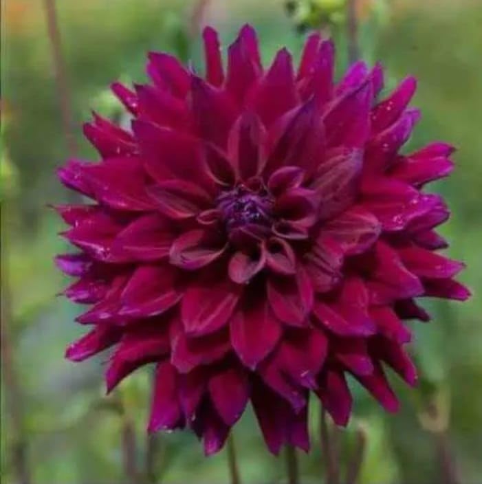 Image of Imported Dahlia Flower Bulbs For Your Home And Gardening Pack of 2 Bulbs (red white mix)