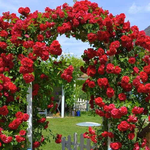 Red Don Juan Climbing Rose Live Plant Can Grow As Rose Bushes Shrubs Fragrant Ready to Plant Starter Size 5 to 10 Inc Tall Dormant in Winter
