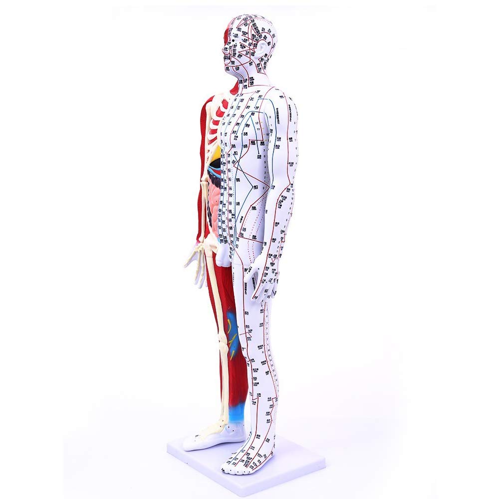 85 cm Model do akupunktury - Anatomiczny model szkieletu mięśni człowieka - Model męski z punktami akupunkturowymi - do nauki meridianów i punktów akupunkturowych