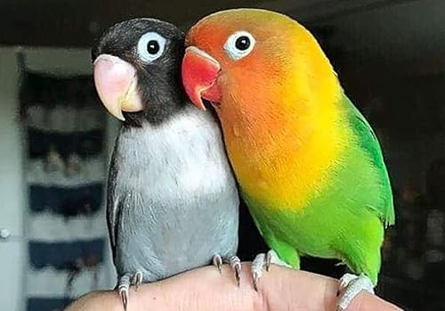 Miniatura 6 de HULX Super Green 10 CC. Rooster Booster Protección para el cuidado de la salud, recupera rápidamente el gallo de los enfermos, cura heridas, dolor