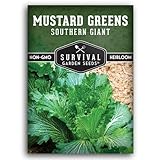 Southern Giant Mustard Green Seeds for Planting – Heirloom Non-GMO Spicy Greens, Heat Tolerant and Slow to Bolt for Home Vegetable Gardens - Survival Garden Seeds (1 Pack)