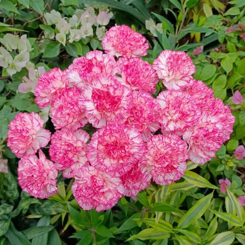 Carnation Seeds, Informal Garden, Cottage core, Wild Look, Relaxed Planting 250pcs