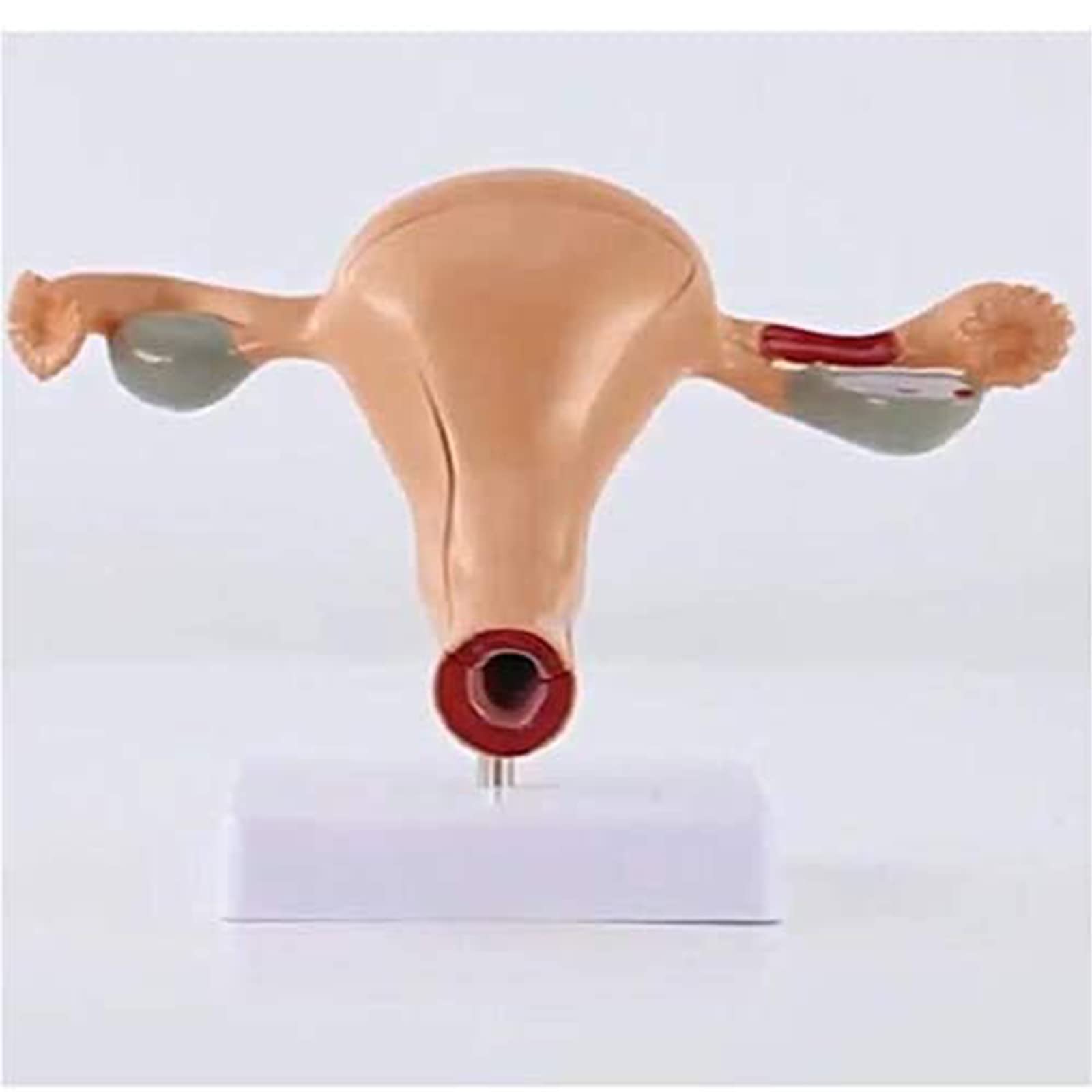 anatomisches Modell, Anatomisches Modell des Gebärmutter-Ovars, Modell Medizinische Lehren, fortgeschrittene mütterliche Struktursimulation für medizinische