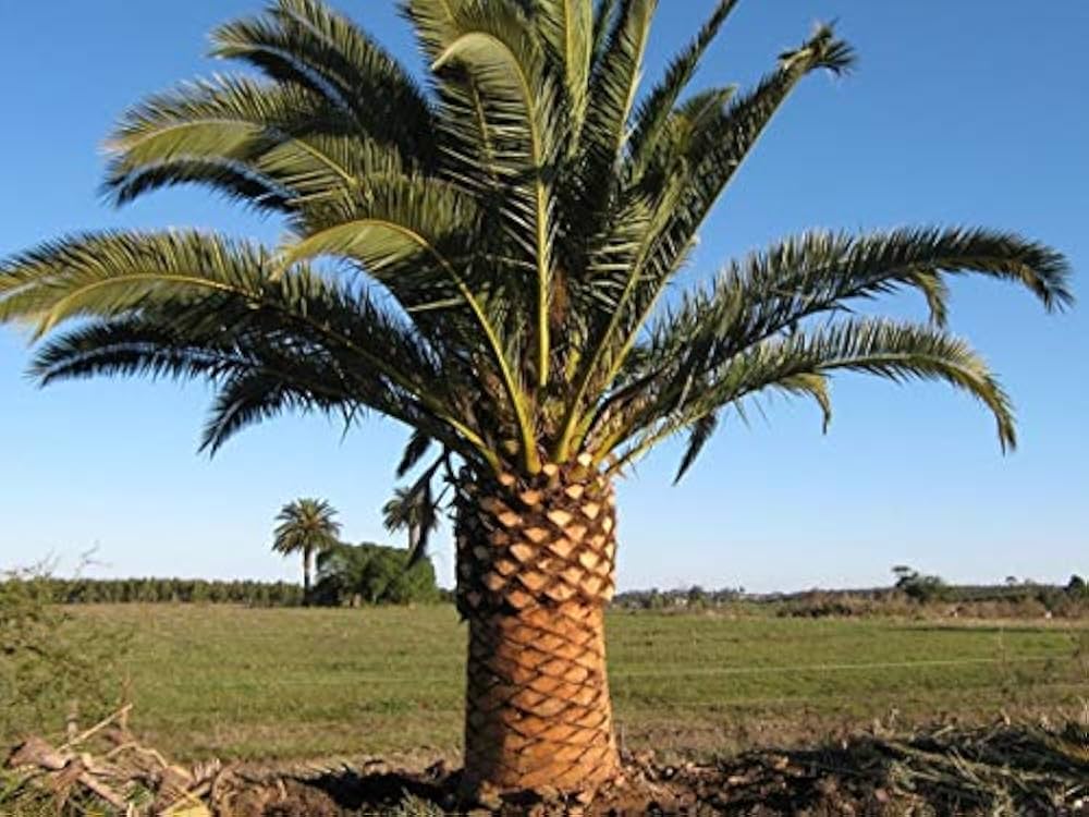 カナリーヤシ　引取限定 引取限定】カナリーヤシ