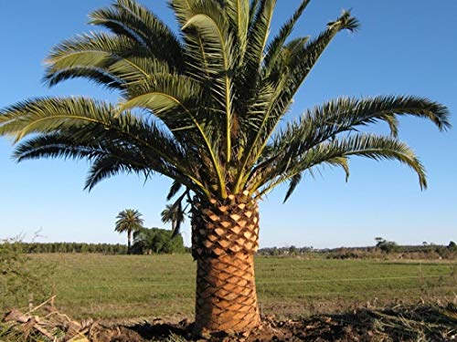 カナリーヤシ　引取限定 2025年最新】Yahoo!オークション -カナリーヤシの中古品・新品