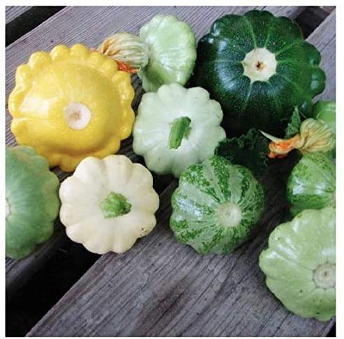 Heirloom Summer Scallop Blend Squash Seeds