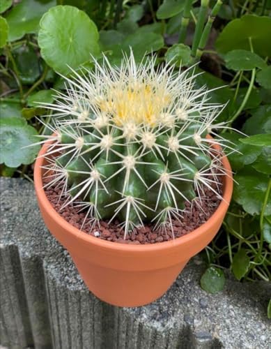 観葉植物 サボテン 金鯱」の人気商品一覧 | 安い商品を通販サイトから 観葉植物 サボテン 金鯱」の人気商品一覧 | 安い商品を通販サイトから