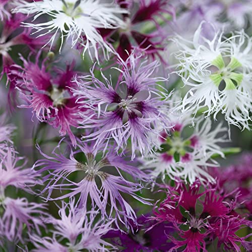 Dianthus Seeds Carnation Pinks 'Rainbow Loveliness Improved Mixed' Hardy Perennial Fragrant Pink White Blooms Easy to Grow Your Own Low Maintenance Flowers (Approx. 30 Seeds) by Thompson and Morgan