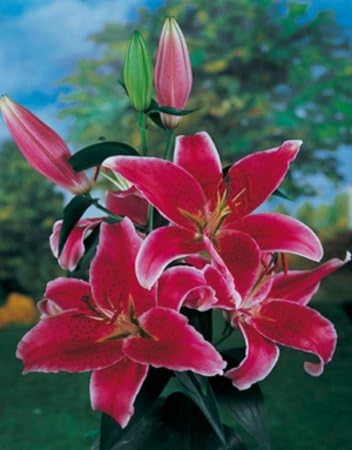 Stargazer Lily x 25