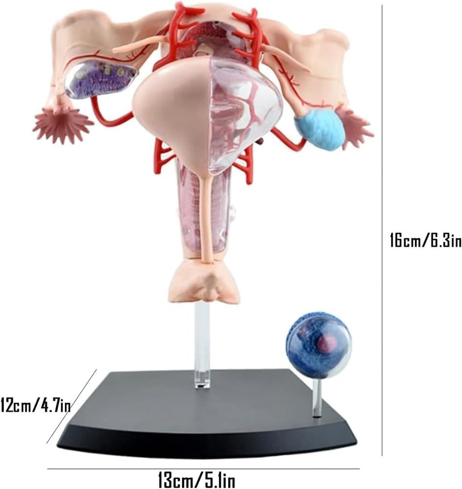 Genérico Modelo Anatómico del Sistema Reproductor Femenino 4D, 19 Partes Desmontables Útero, Ovario, Músculo para Estudio, Exhibición, Enseñanza Médica y de Fisiología