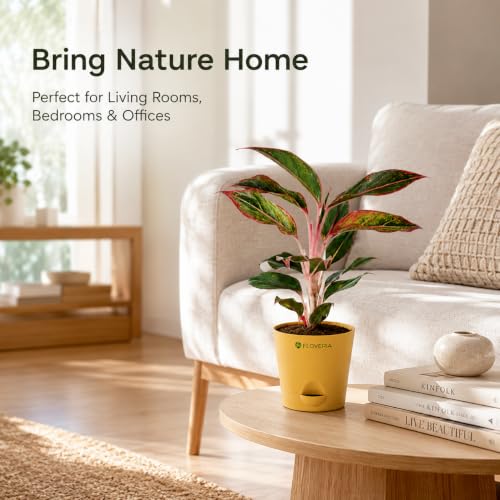 Image of Aglaonema Red Live Indoor Plant with Pot | Indoor Plants for Home | Air Purifying Houseplant | Low Maintenance Live Greenery | Decorative Home Decor for Living Room, Office & Bedroom