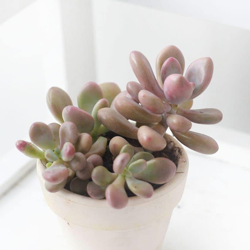 Miniatura 7 de Moonstones Pachyphytum 2 pulgadas - Suculenta saludable, rara e inusual, viva de fácil cuidado, planta interior de casa, totalmente arraigada en