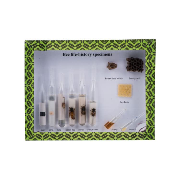 King Mariot Medical EquipmentsReal Life Specimens of Bee Life History Cycle Kit For Science Lab Education Perfect for Insectology