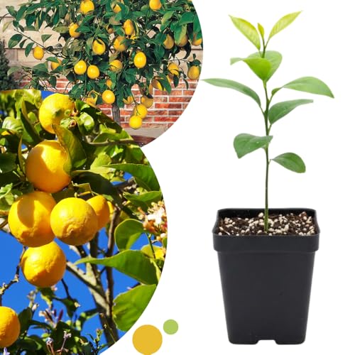 Meyer Lemon Tree Live, Dwarf Citrus Plant, Yellow Lemon Seedling, 2-4 Inches Tall Starter Plant, in 4' Pot for Indoor or Outdoor Growing