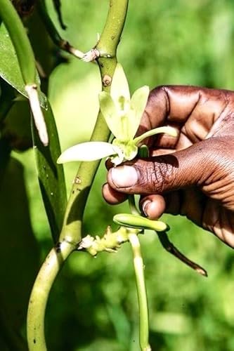 Bourbon Vanille Pulver aus Madagaskar - 40g Beutel - Premium Qualität - Unerschöpft - ungesüßt - 100% natürlich - ideal für Gebäck und Desserts