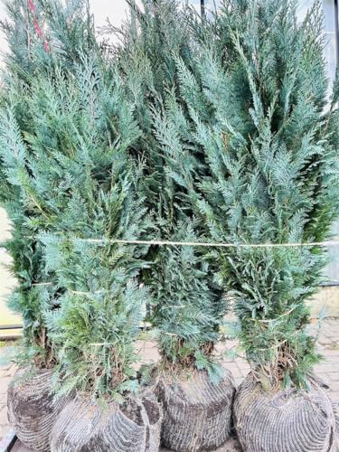 Chamaecyparis lawsoniana 'Columnaris' 150-175 cm - Blaue Säulenzypresse, immergrün, ideal als Hecke oder Solitär, winterhart und pflegeleicht