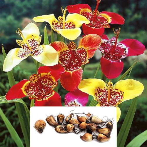 15 Tigridia Mixed Bulbs Vibrant Peacock Tiger Flowers for Stunning Summer Blooms Perennial Summer-Flowering Bulbs Perfect for UK Gardens