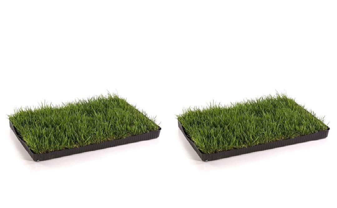 MIAU Katzengras fertig gewachsen 60x40cm - sofort nutzbar, kein aussäen, kein Samen, sondern echtes Gras - weich & echt - Katzen Grass für Katzen - Katzenwiese für Balkon & Innenbereich (2er Pack)