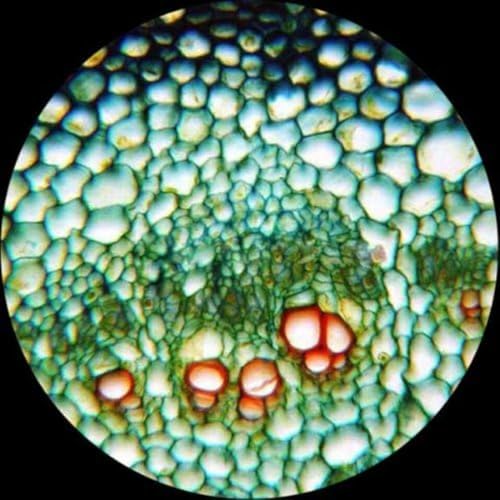 Image of AmScope B490B-LED Compound Binocular Microscope, WF10x and WF20x
