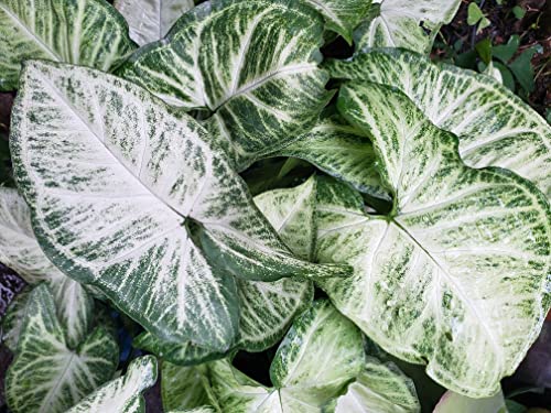 Image of Fancy Green Leaf Caladium Easy Care Live Indoor Plant In Ecofriendly Elephant's ear Shape Green Color Live Plant For Home and Office Decor