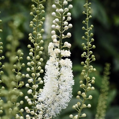 10pcs Fresh Black Cohosh Plant Seeds