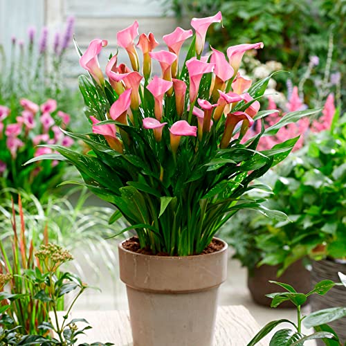 Preisvergleich Produktbild 2x Calla Blumenzwiebeln / Rosa Zantedeschien / Zantedeschia / Sommerblüher / Blumenzwiebeln mehrjährig winterhart