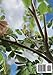 How to grow a Moringa Tree: The Ultimate Study Guide to assist, establish, and perfect the art to cultivating a blessing.