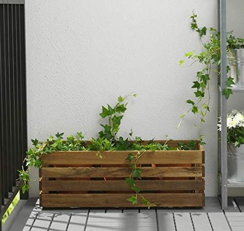 ail  planter Bulbe ail  planter