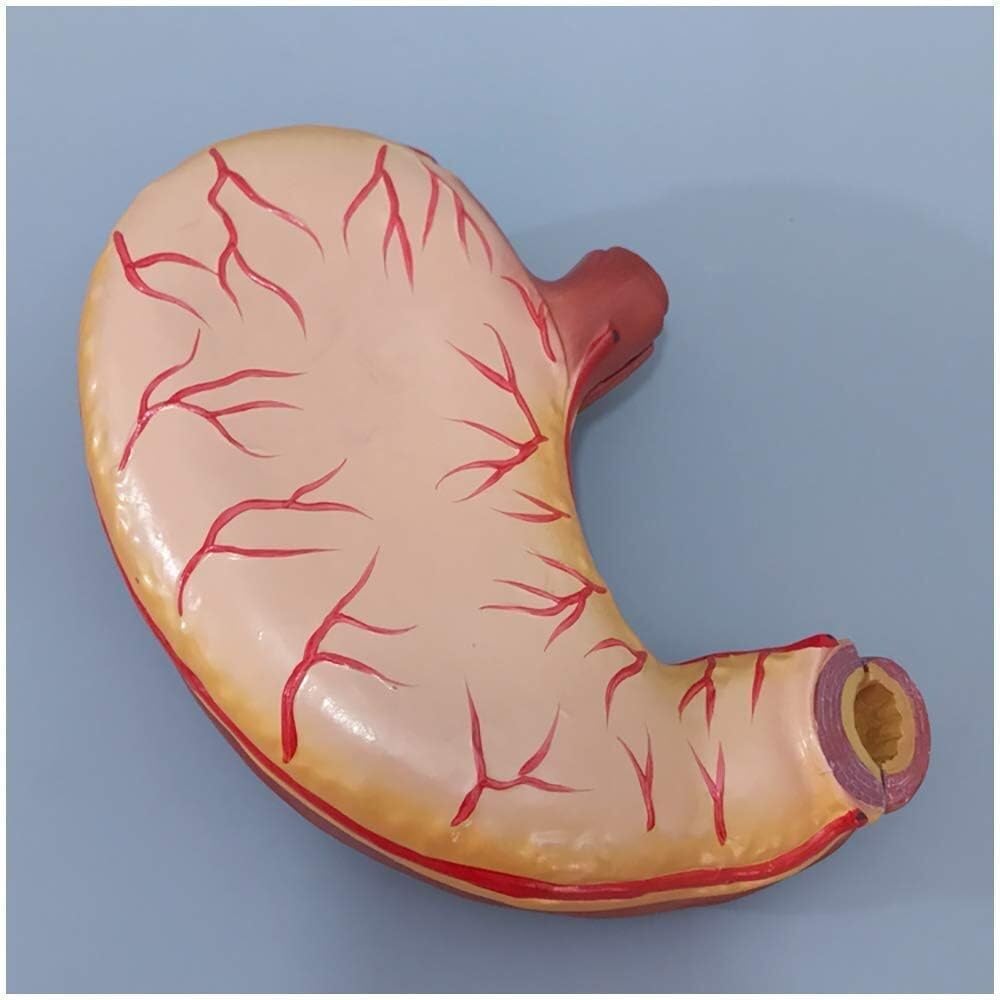 Modello di Anatomia degli organi Umani Modello di Anatomia dello Stomaco - Anatomia Medica Gastrointestinale Stomaco Umano Parete Mucosa Esofago digerente Modello